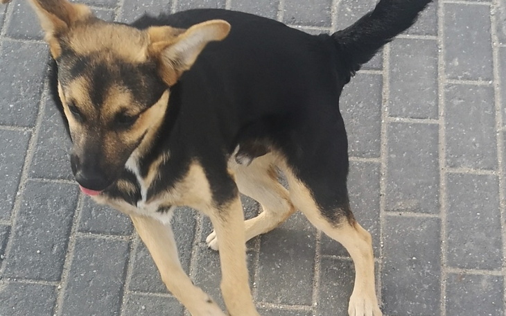 Zbiórka Pomocna dłoń dla bezdomnych psów - zdjęcie główne