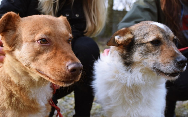 Dwa psy, jeden brązowy, drugi biały, w parku.