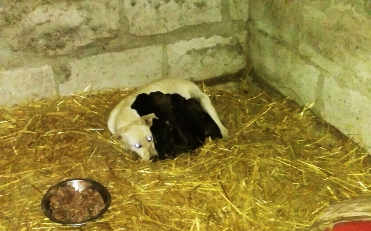 Zbiórka Szansa na nowe życie dla suni - zdjęcie główne