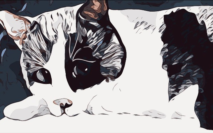 Zbiórka Aoshima, wyspa kotów - zdjęcie główne