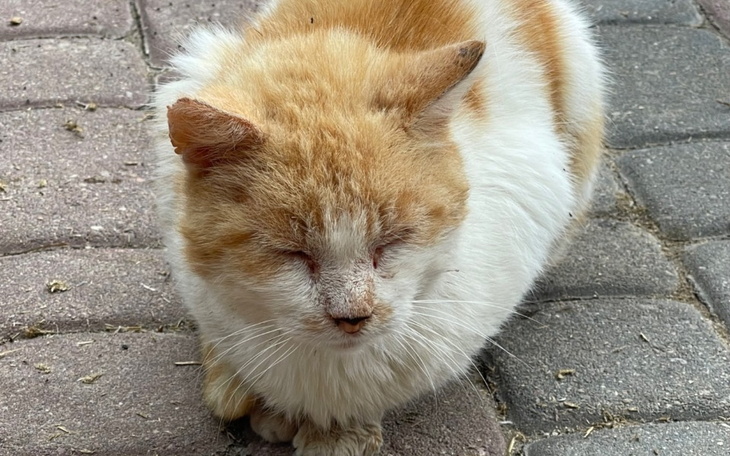 Zbiórka Bezdomny Rudy prosi o życie - zdjęcie główne