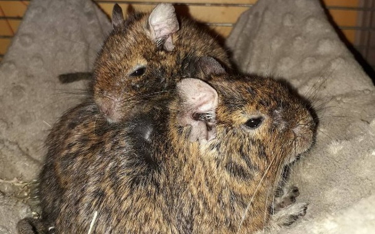 Zbiórka Głogowiaki, Staruszki i William - zdjęcie główne