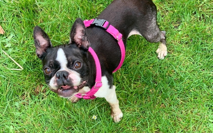 Zbiórka Bostonek w potrzebie - zdjęcie główne