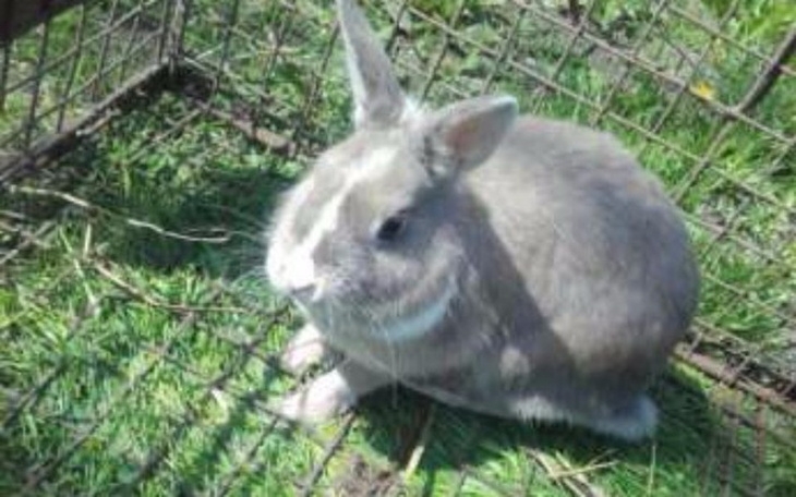 Zbiórka Królik w złych warunkach KOTNA - zdjęcie główne