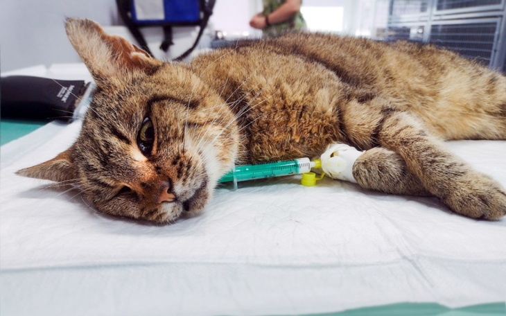 Zbiórka Amputacja ogonka. - zdjęcie główne