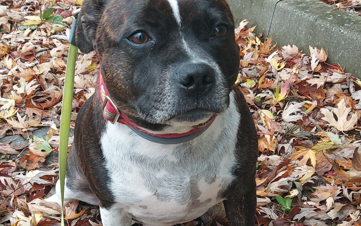 Zbiórka Bieżace opłaty i karma dla Aresa - zdjęcie główne