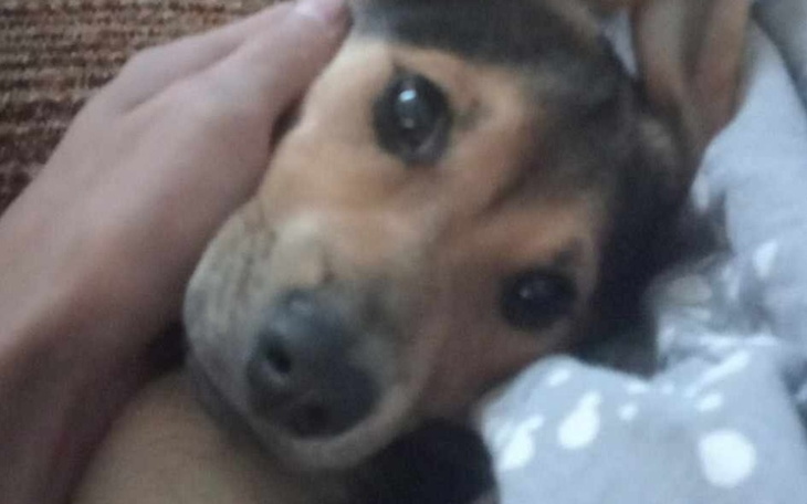 Zbiórka Dla dziubka - zdjęcie główne