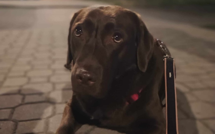 Czarny labrador leży na chodniku, patrząc smutno.