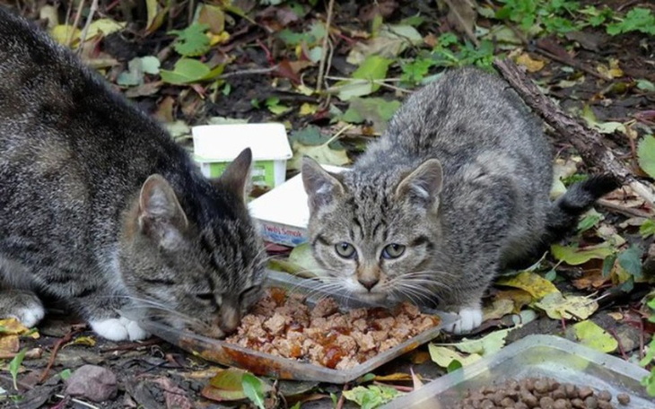 Zbiórka na przetrwanie zimy dla kotka - zdjęcie główne