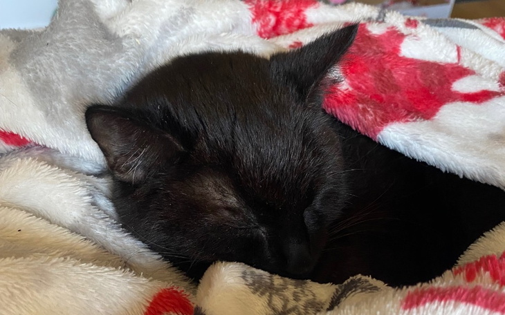 Czarny kot śpiący w miękkim kocu.