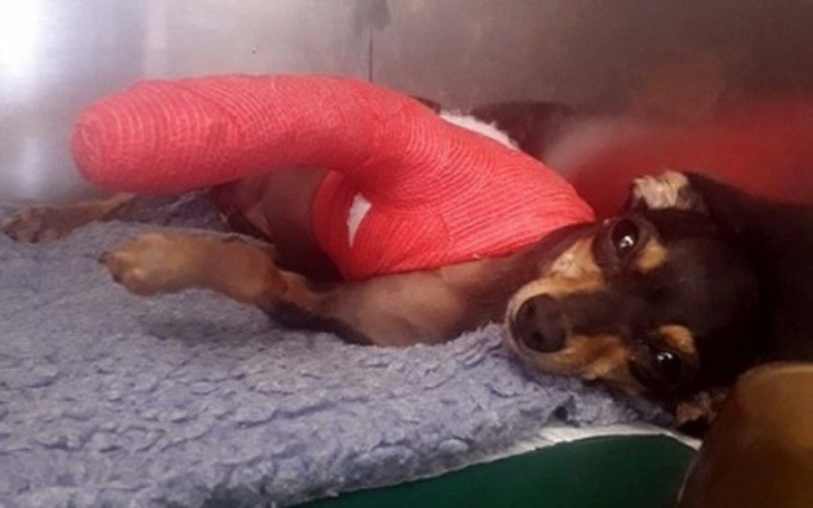 Zbiórka Perełka zbiera na operację - zdjęcie główne