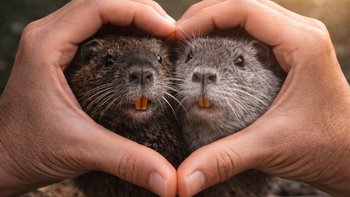 Zbiórka Radek, Zoe -nutrie z interwencji - miniaturka zdjęcia