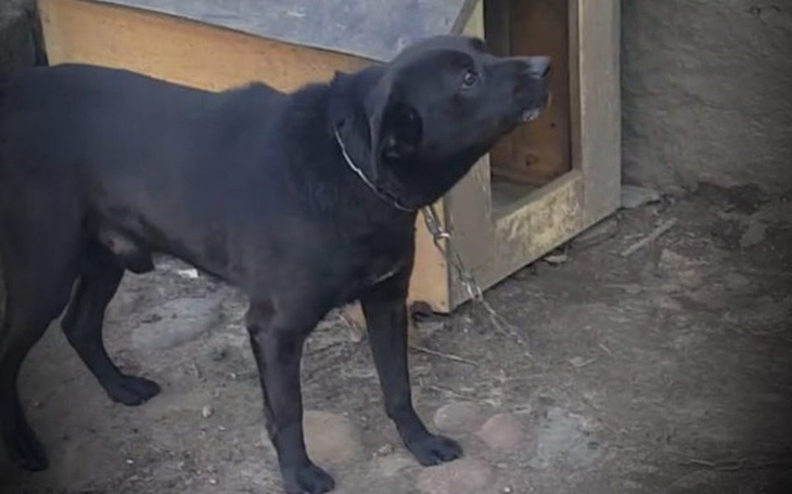 Zbiórka Budujemy kojec dla Czarka - zdjęcie główne