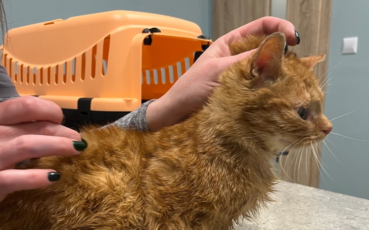 Zbiórka Na karmę, miseczki i kocyki - zdjęcie główne