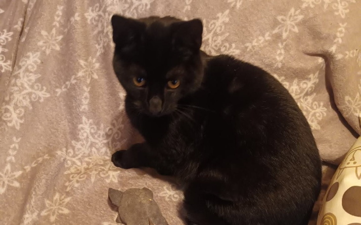 Czarny kot siedzący na szarej narzucie.