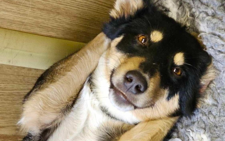 Zbiórka Ratowanie zwierząt - STYCZEŃ 24 - zdjęcie główne