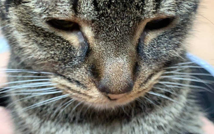 Zbliżenie na twarz kota z wyraźnymi wąsami.