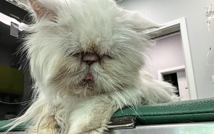 Zbiórka Grażka - totalna bida - zdjęcie główne