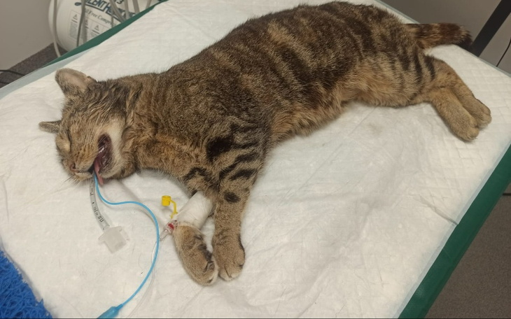 Zbiórka Dramat bezdomnej kotki - zdjęcie główne