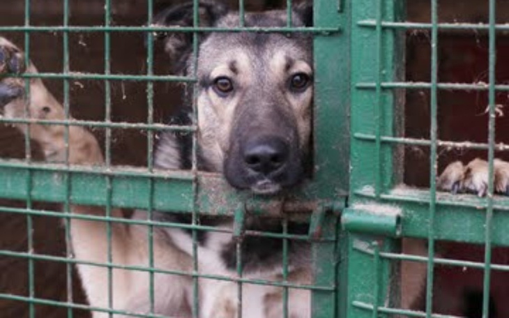 Zbiórka Daj Piątaka dla psiaka - zdjęcie główne