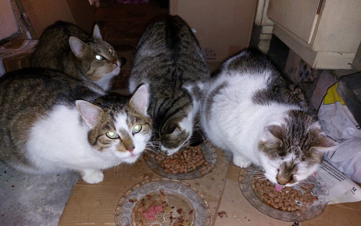 Zbiórka Kotki na Miedzy - zdjęcie główne