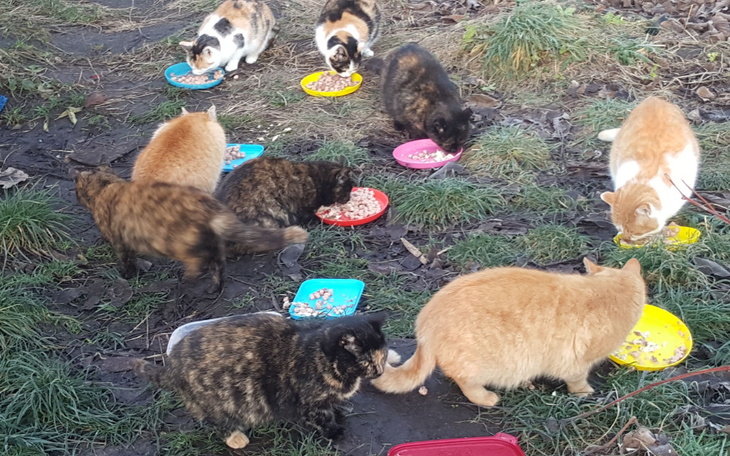 Zbiórka Karma dla miejskich dzikusów - zdjęcie główne