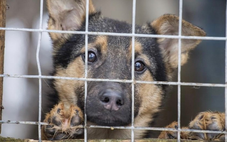 Zbiórka Polskie Schroniska - Koronawirus - zdjęcie główne