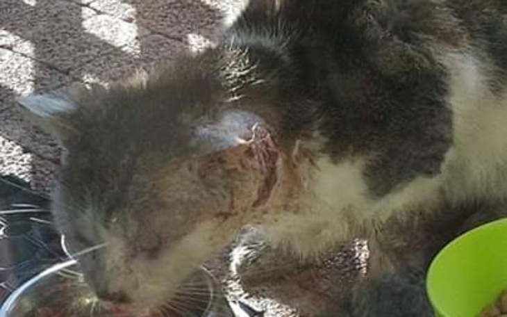 Zbiórka Ratujemy staruszka Asztara - zdjęcie główne