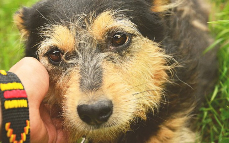 Zbiórka Czy zostanie w Domu Tymczasowym? - zdjęcie główne