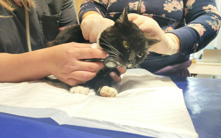 Zbiórka Bogusia walczy o życie - zdjęcie główne