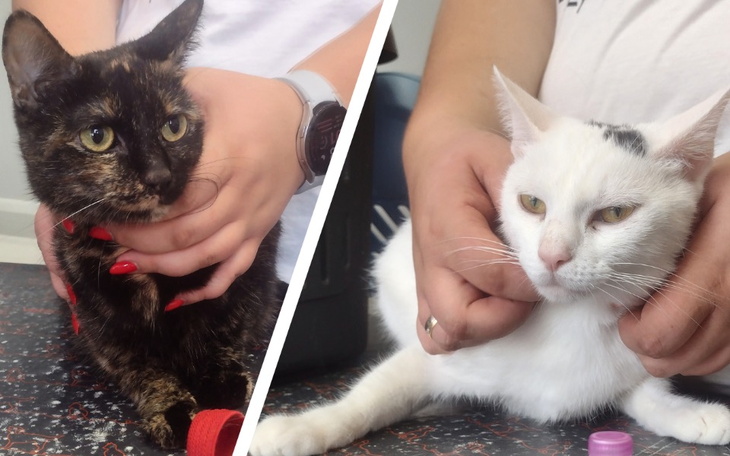 Zbiórka Florka i Lilo straciły dom - zdjęcie główne