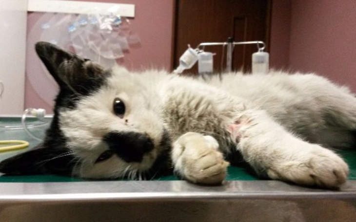 Chory kot leży na stole w klinice weterynaryjnej.