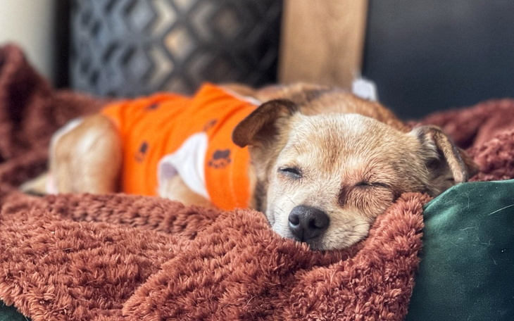 Zbiórka Na ratunek oka Balbinki - zdjęcie główne