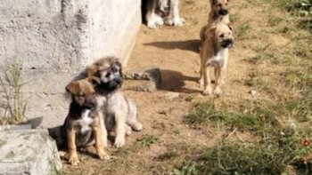 Zbiórka 4 sunie proszą o wsparcie - miniaturka zdjęcia