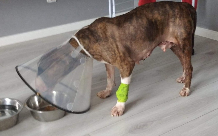 Zbiórka Leczenie Tosi kochanej Bulinki - zdjęcie główne