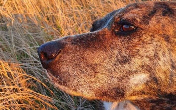 Zbiórka Na schronisko Cztery Łapy Olecko - zdjęcie główne