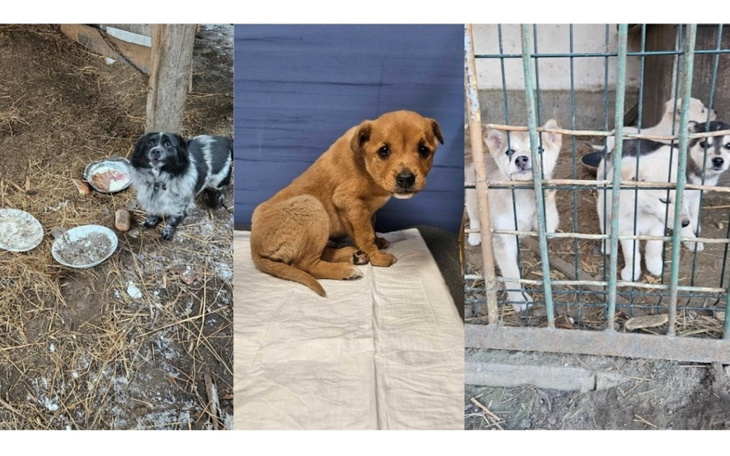 Zwierzęta w potrzebie czekają na Twoją pomoc.