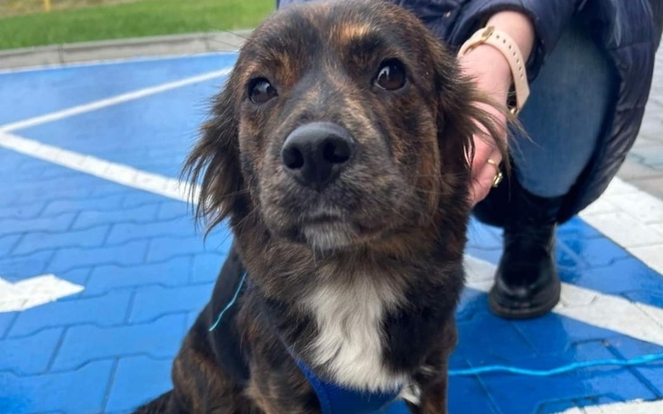 Zbiórka Sunia z pod Topazu w Gołaszynie - zdjęcie główne