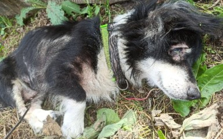 Zbiórka Cicha ofiara pijaka - zdjęcie główne