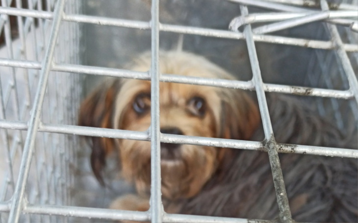 Zbiórka Maleńkie suczki w polu. - zdjęcie główne