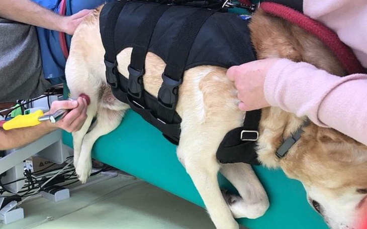 Zbiórka Pomóż seniorowi - fizjoterapia - zdjęcie główne