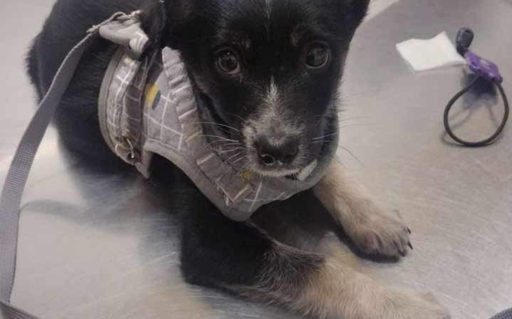 Zbiórka Zbiórka dla bardzo chorej suni. - zdjęcie główne