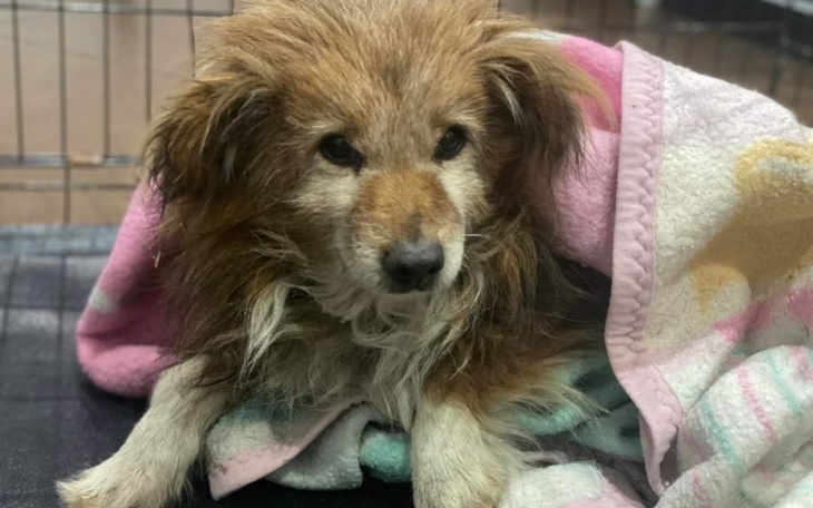 Zbiórka Wyrzucony do rowuPrzed świętami - zdjęcie główne