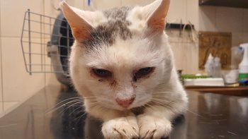 Zbiórka Izydor z zapaleniem płuc - miniaturka zdjęcia