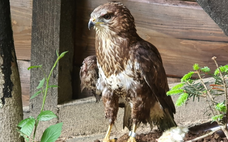 Zbiórka Dom dla postrzelonego Myszołowa - zdjęcie główne