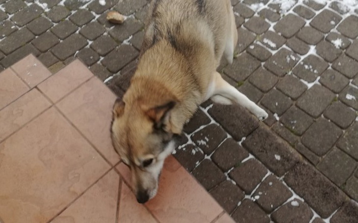 Zbiórka Pomóż Salince stanąć na 4 łapy - zdjęcie główne