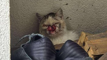 Zbiórka Ile cierpienia zniesie kot? - miniaturka zdjęcia