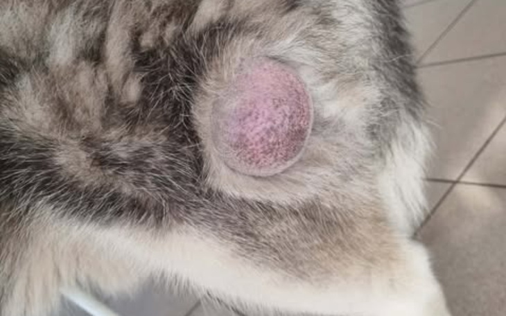 Zdjęcie z bliska, pokazujące guz na nodze psa.