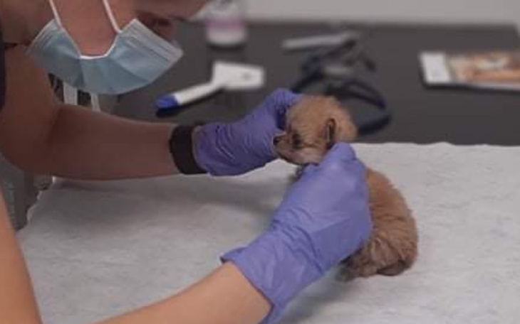 Zbiórka Opieka Wet nowych podopiecznych - zdjęcie główne