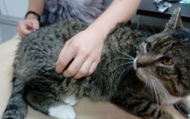 Zbiórka Porzucony koci starzec - zdjęcie główne